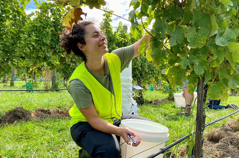 Irene picking grapes