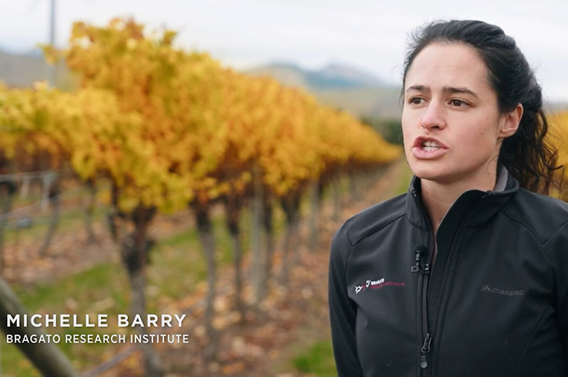 Michelle Barry, Bragato