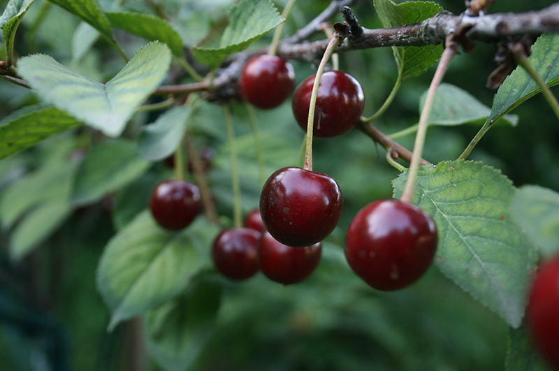 cherries in tree
