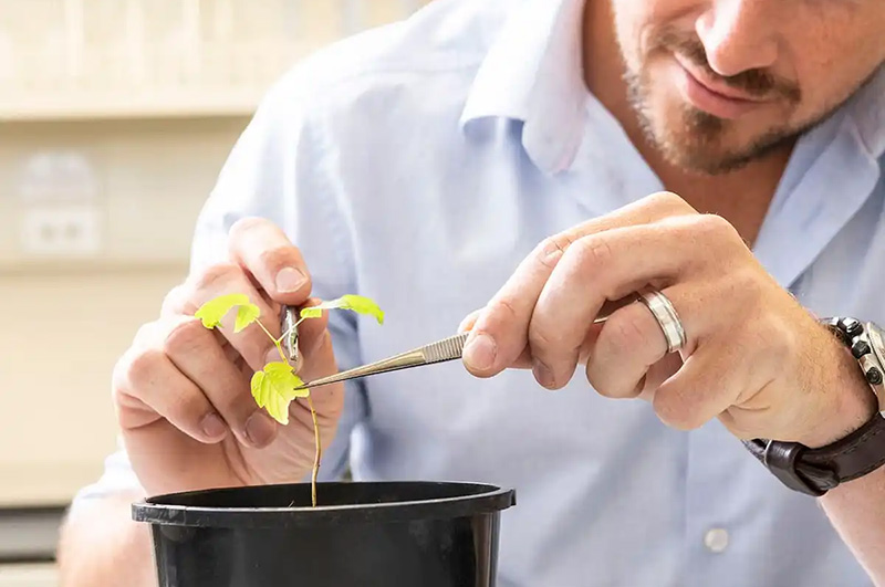 growing sauvignon blanc varieties