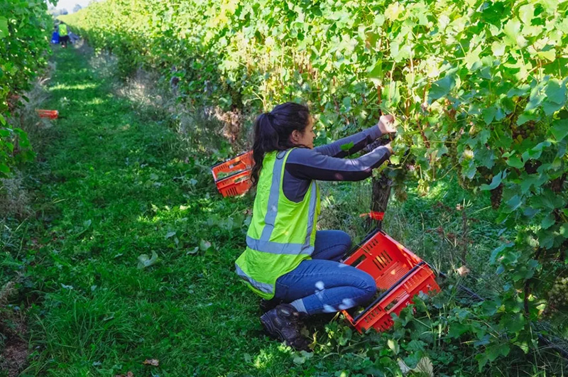 Havesting research trials