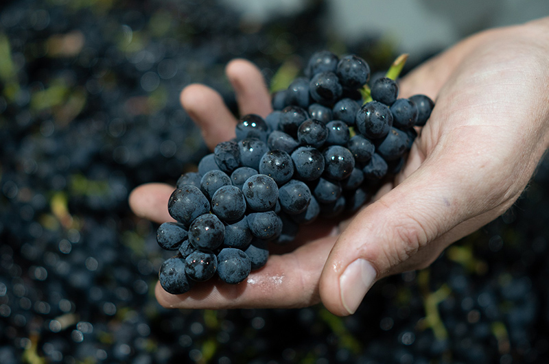 Pinot Noir grapes