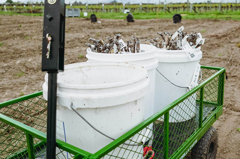 vine root stock trials