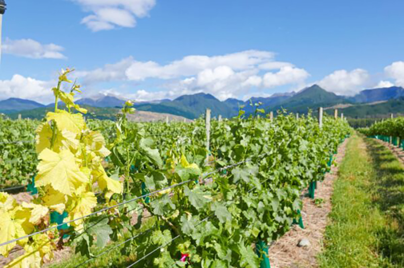 varigated grape vines