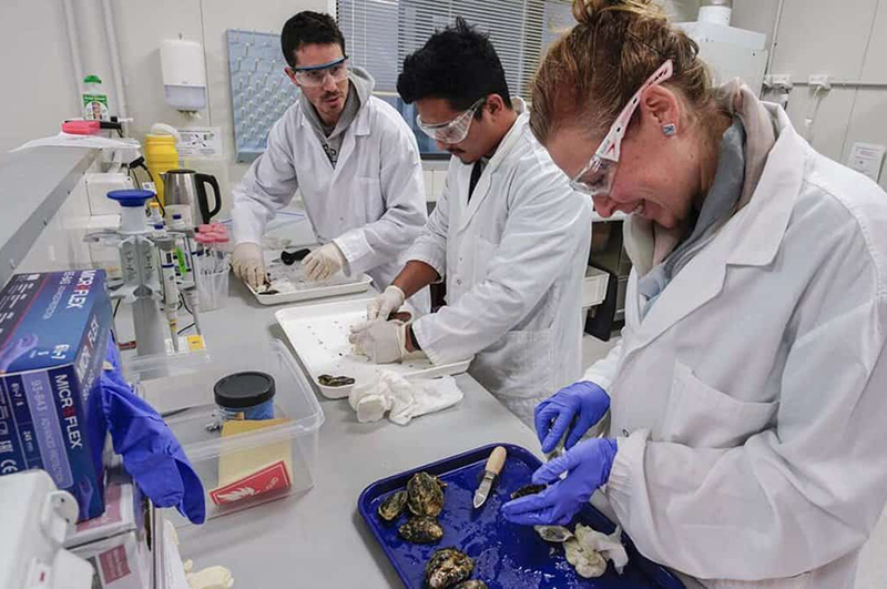 Cawthron oyster lab