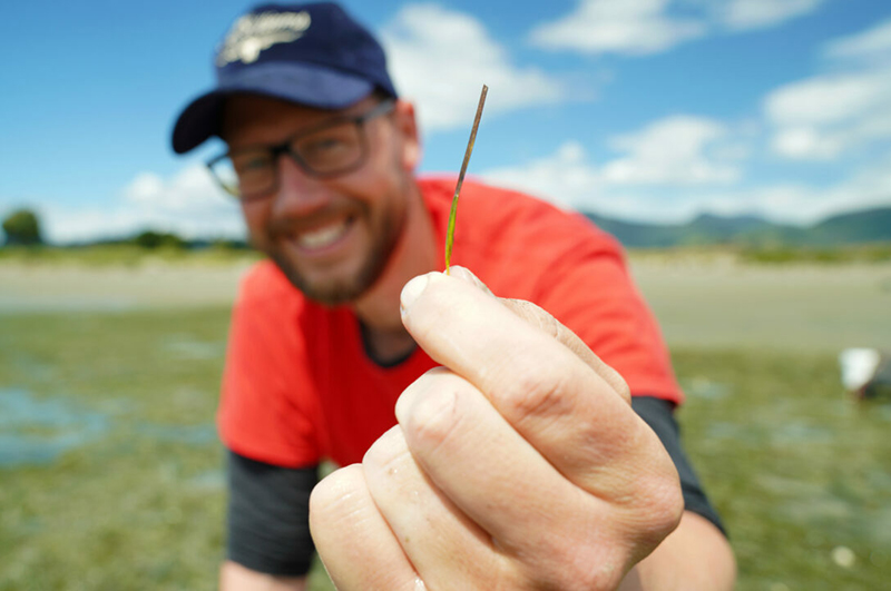 Collecting seagrass flowers