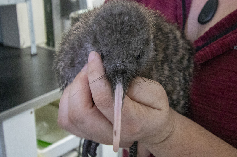 Great spotted kiwi
