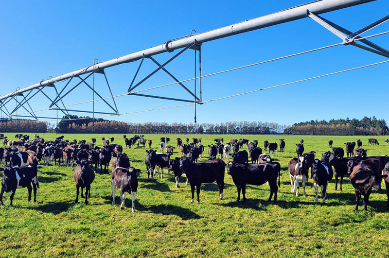 cows and irrigation rig