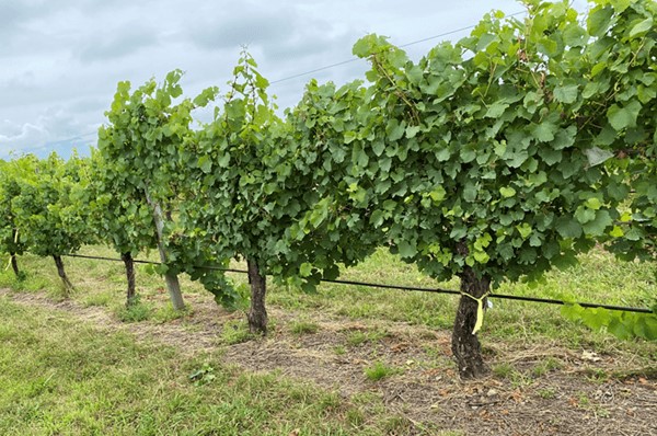 Chardonnay vines