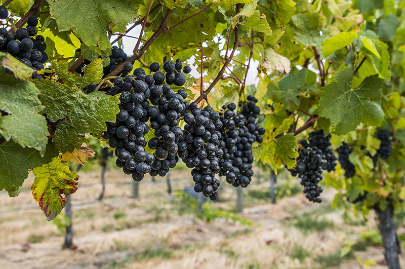 Pinot grapes