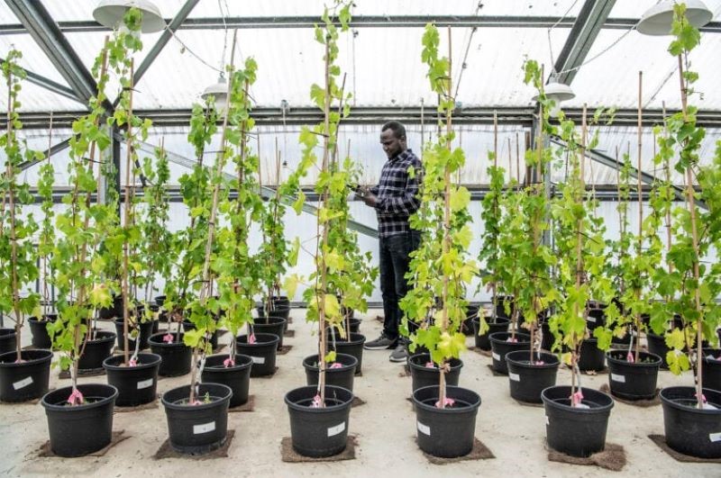 Sauvignon Blanc grapevines