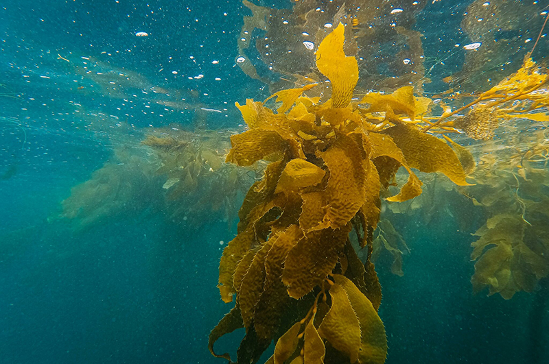 kelp