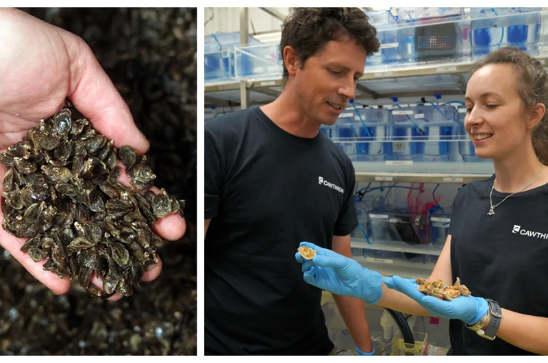 Julien Vignier and Lizenn Delisle