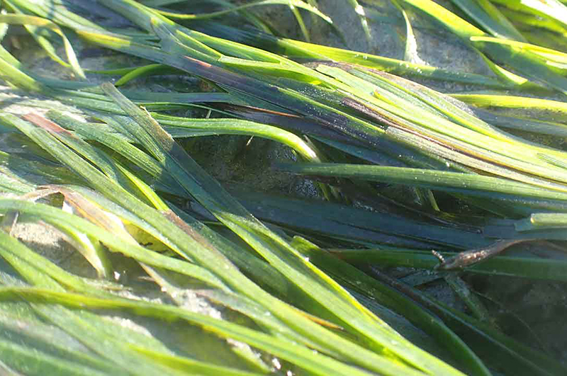 Seagrass
