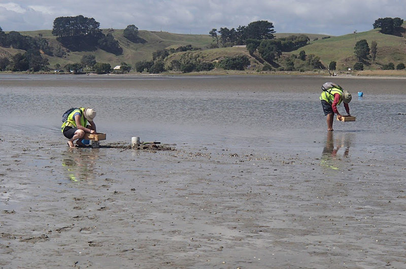 bivalve survey