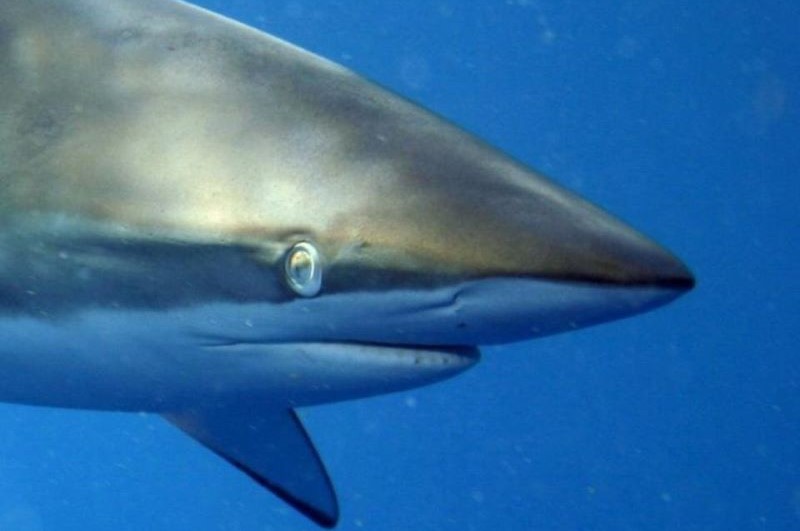 Silky shark