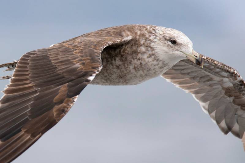 Southern black-backed gull