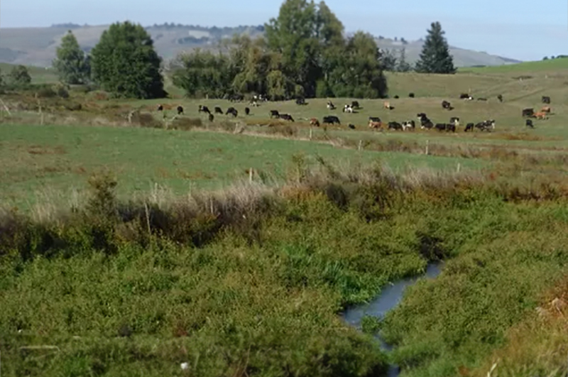 stream and cows