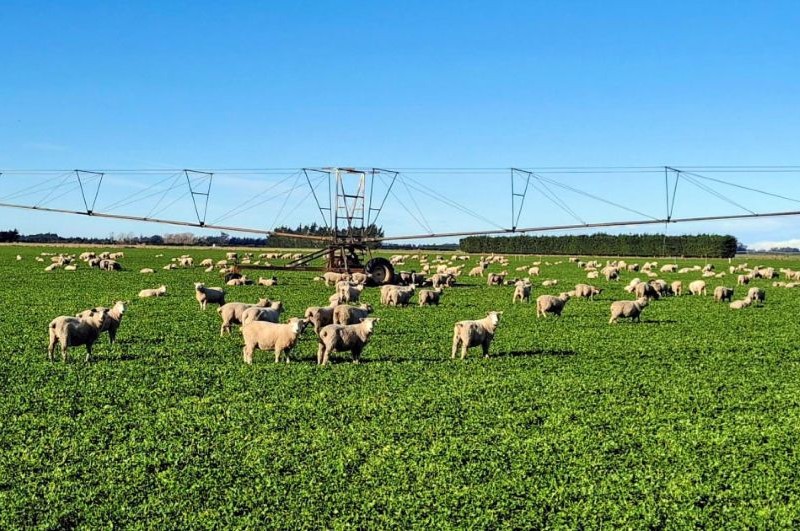 irrigation machinery in sheep pasture