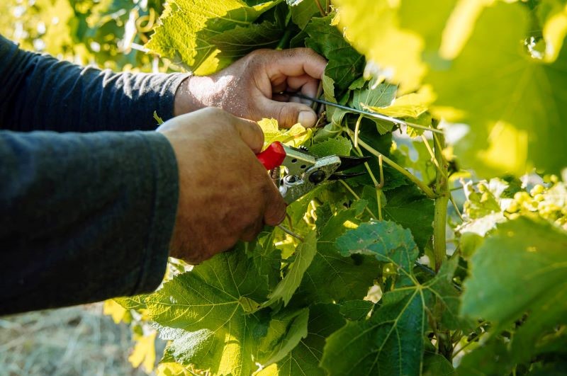 Pruning grape vines