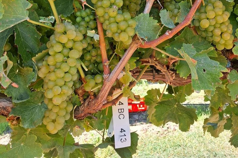 sauvignon blanc grapes