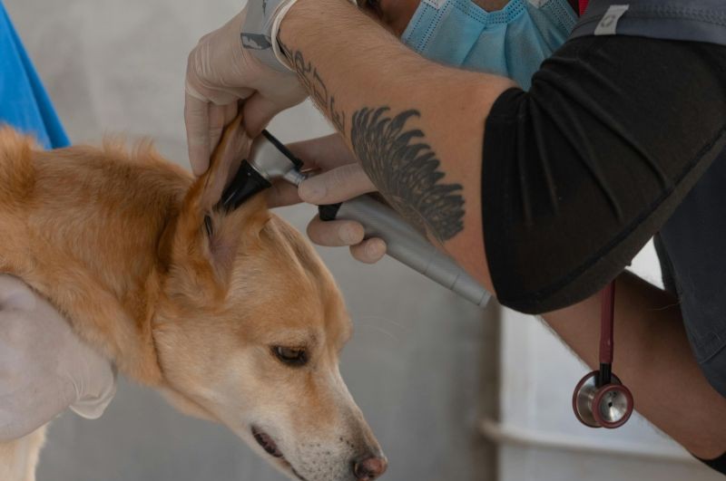 vet examining dog