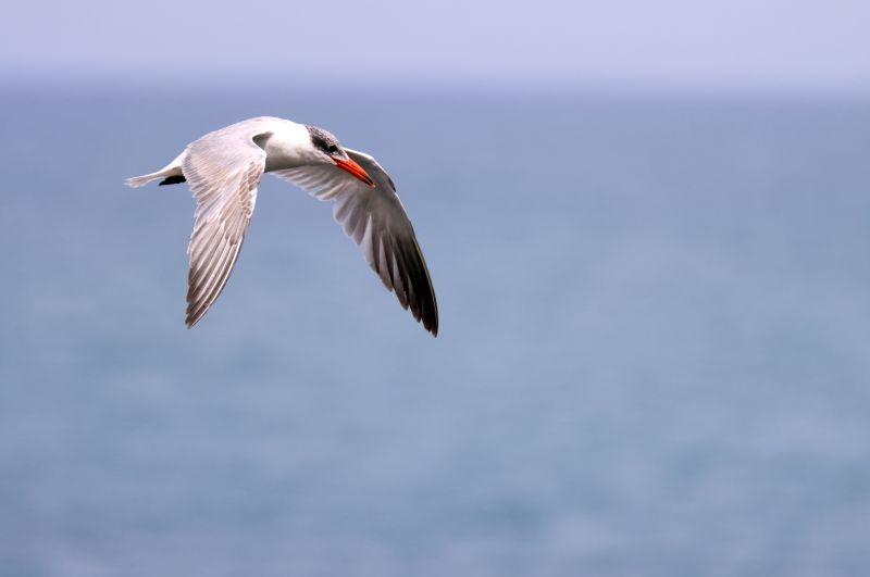 Caspian tern