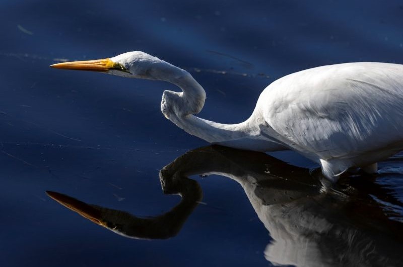 White heron in fresh water