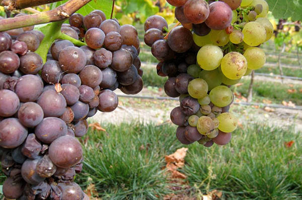 grapes