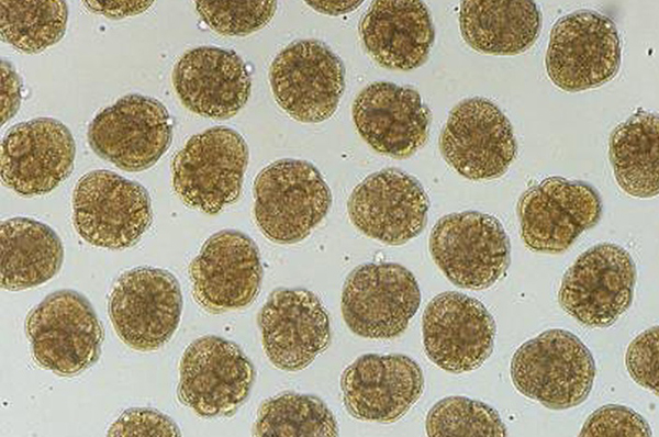 greenshell mussel embryos