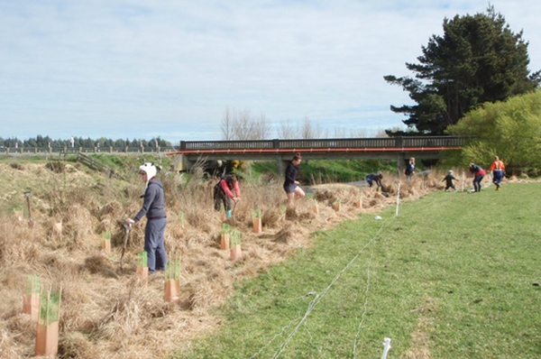 riparian planting