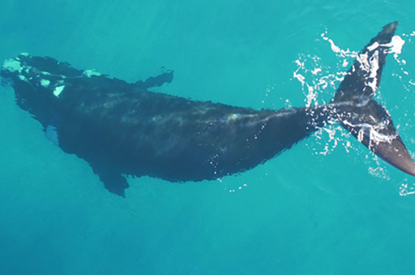 Southern right whale - tohorā