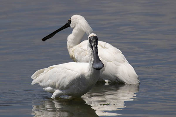 Spoonbills