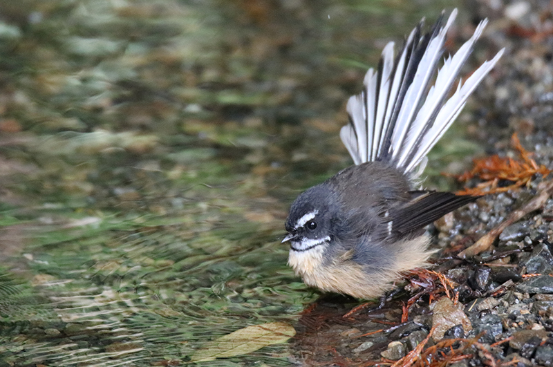 fantail by fresh water