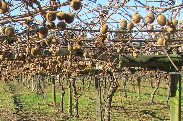 kiwifruit