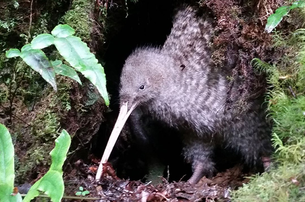 Great spotted kiwi