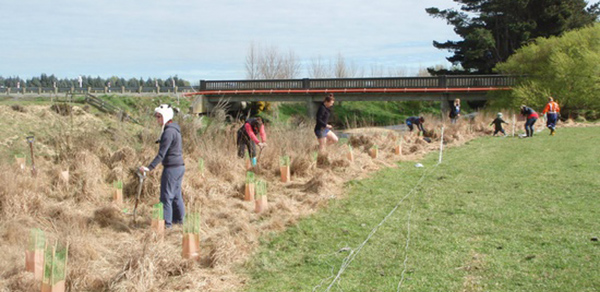 Riparian planting