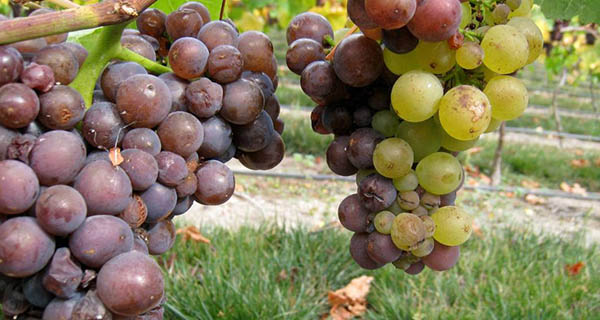 grapes