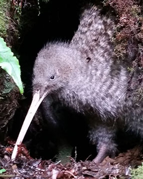 Great spotted kiwi