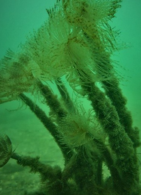 marine fanworm