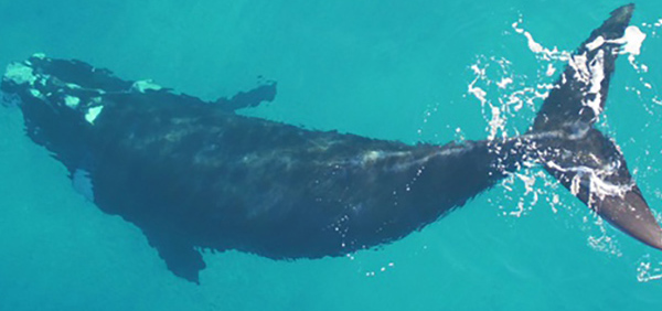 Southern right whale