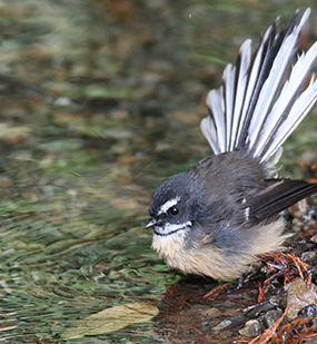 fantail by freshwater