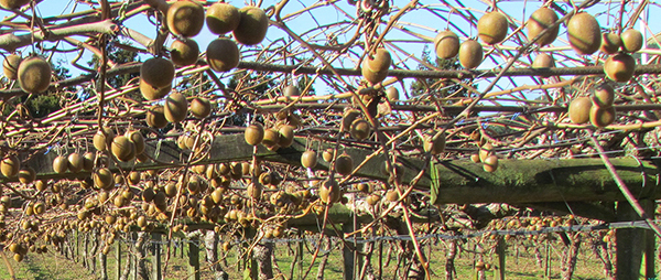 kiwifruit