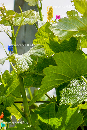 grape vines