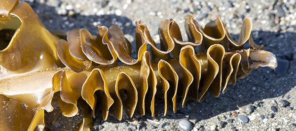 seaweed