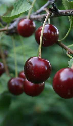 cherries on a tree