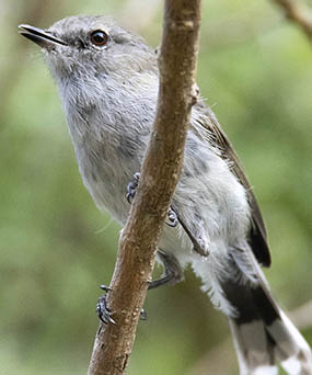 grey warbler - riroriro