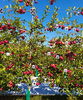 apples ready to count