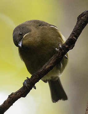 bellbird