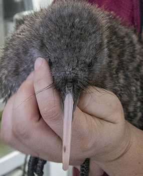 great spotted kiwi